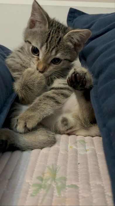 Котенок (3месяца) (мальчик )