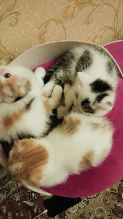 Сотаман мушукчалани