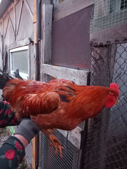 Продам молодых петухов