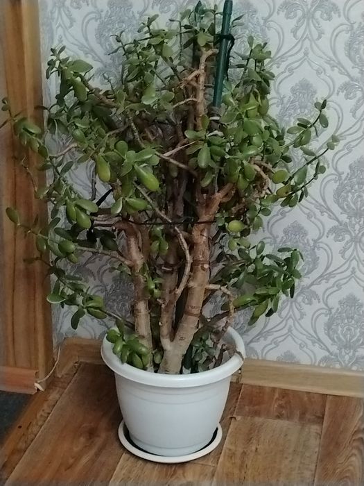 Большое живое дерево|денежное дерево