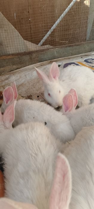 Кролик куён тавушкон