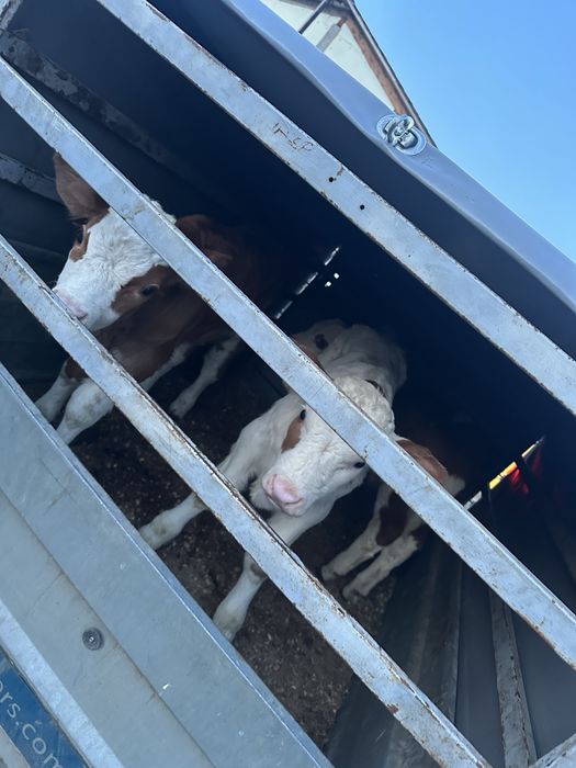 3 taurasi baltati de 1-2 saptamani