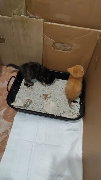 Котята ищут семью