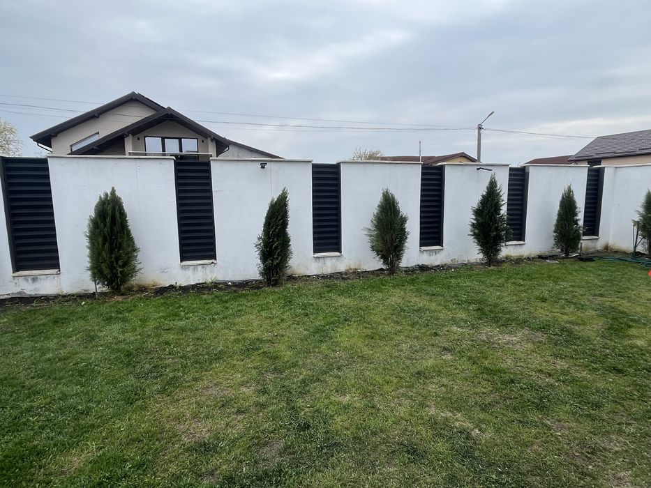 Vand Tuia 180 cm 22 bucati 60 lei/buc