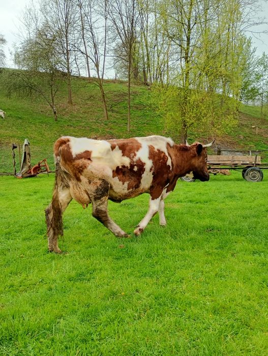 Vacă cu vițel de vânzare