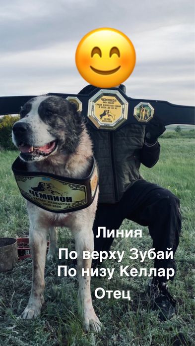 Продам алабай тяж щенки в уральске