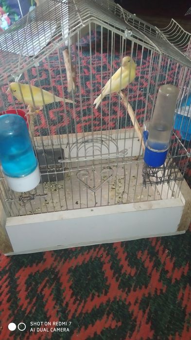 Продаю молодой канарейки 2 месяц