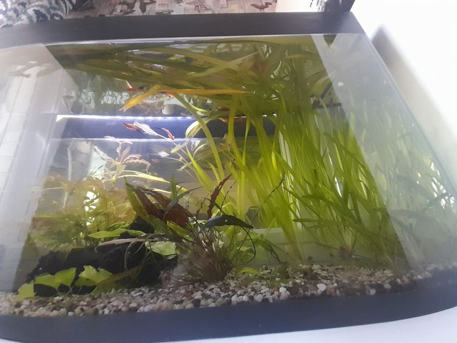 Аквариумные растения