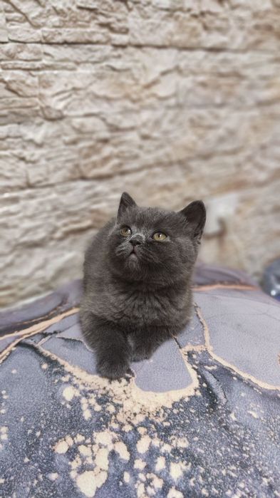 Продаются шикарные котята фолды и страйты