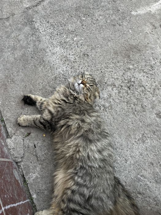 Кот, 1 год, бесплатно
