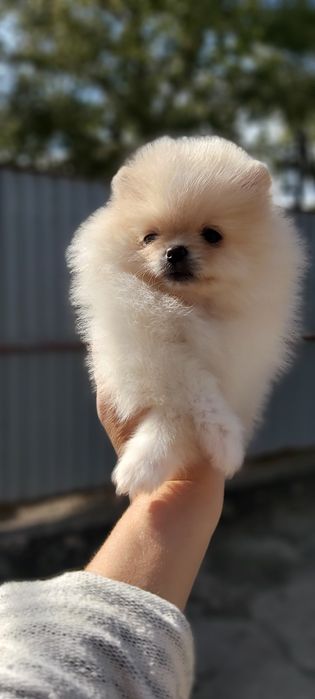 Шпицы кремовые готовы к переезду