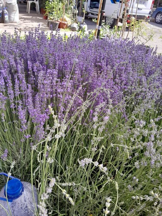 Многолетные вечнозеленные похучие лечебные полукустарники