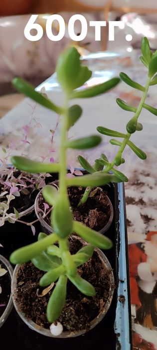 Комнатные растения