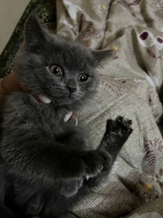 Britaniski  SCOTTISH FOLD mushuk/кошка 2 oylik