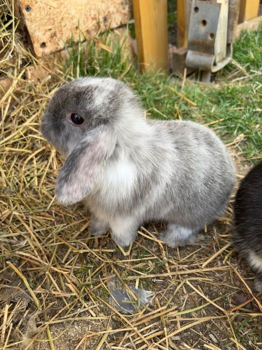 Iepurasi berbec pitic minilop