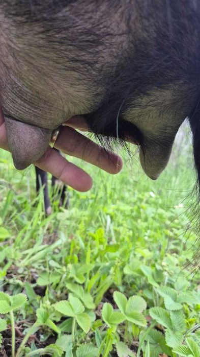 Vand capra alpina franceza