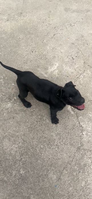 Питбуль рр девочка