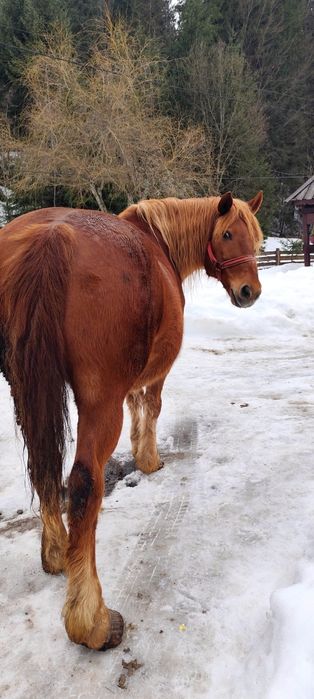 Vând Cal în vârstă de 22 ani