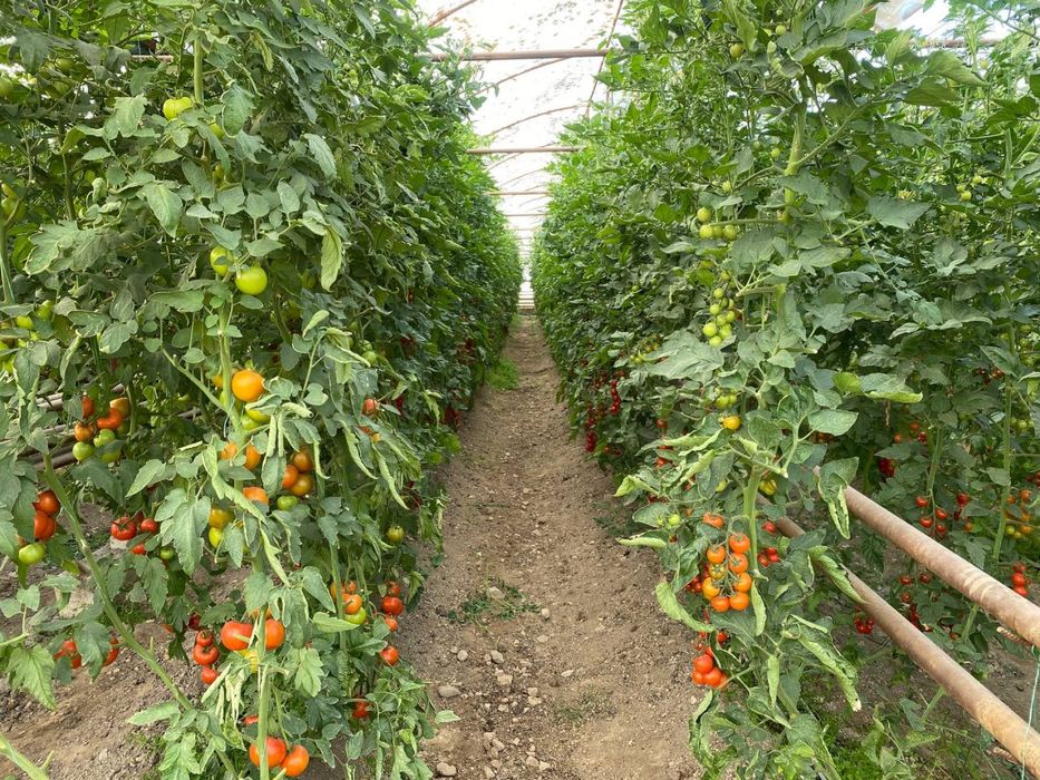 Issiqxona sotiladi, Продаётся теплица - готовый бизнес