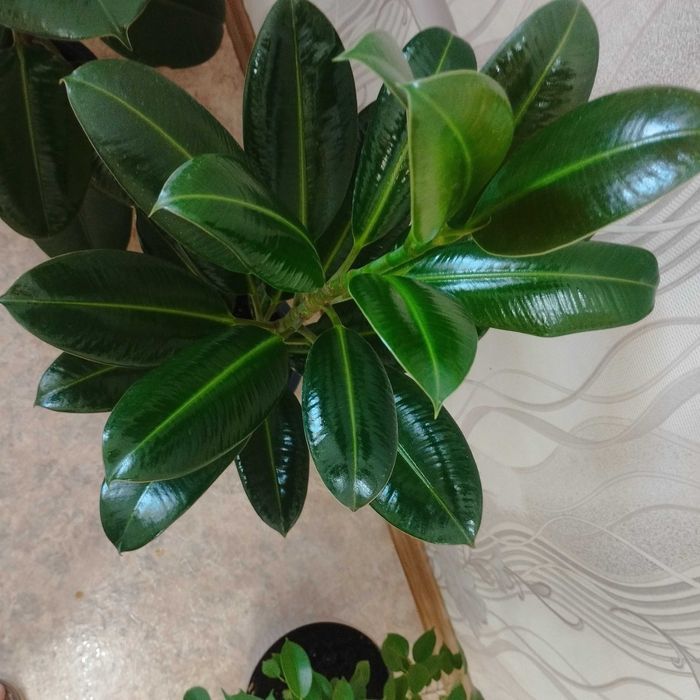 Продам домашние цветы