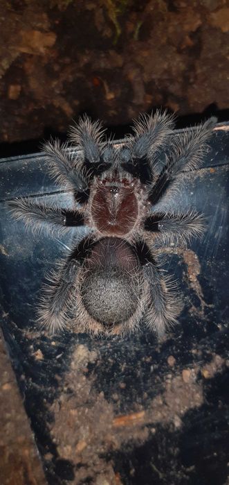 Tarantule si Scorpioni din diferite specii
