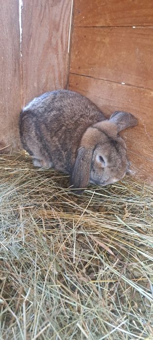 Iepurași cap de leu pitic și berbec german pitic