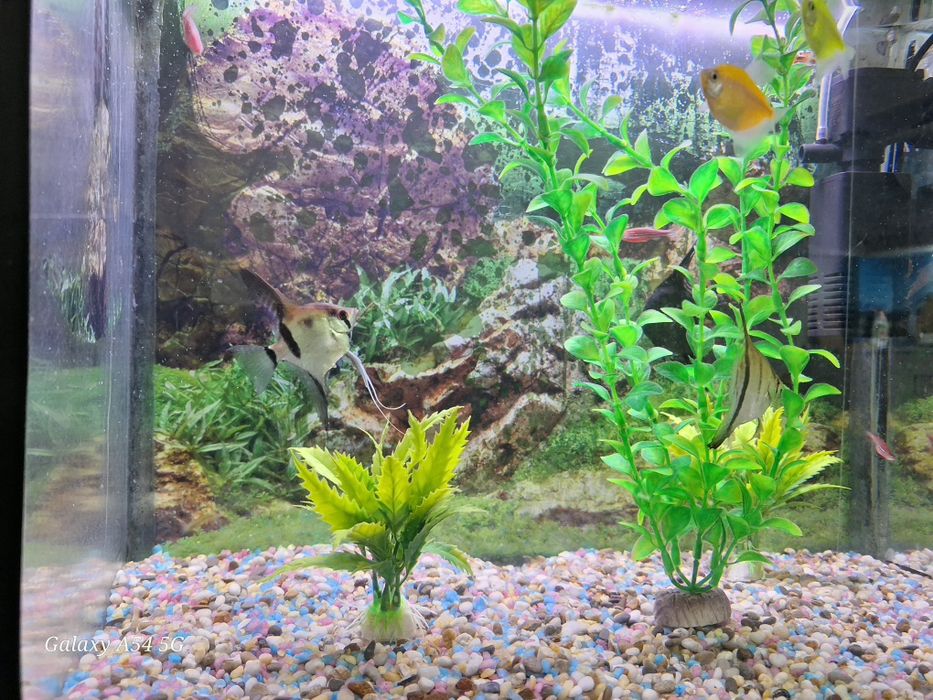 Аквариум 250 л и 50 л