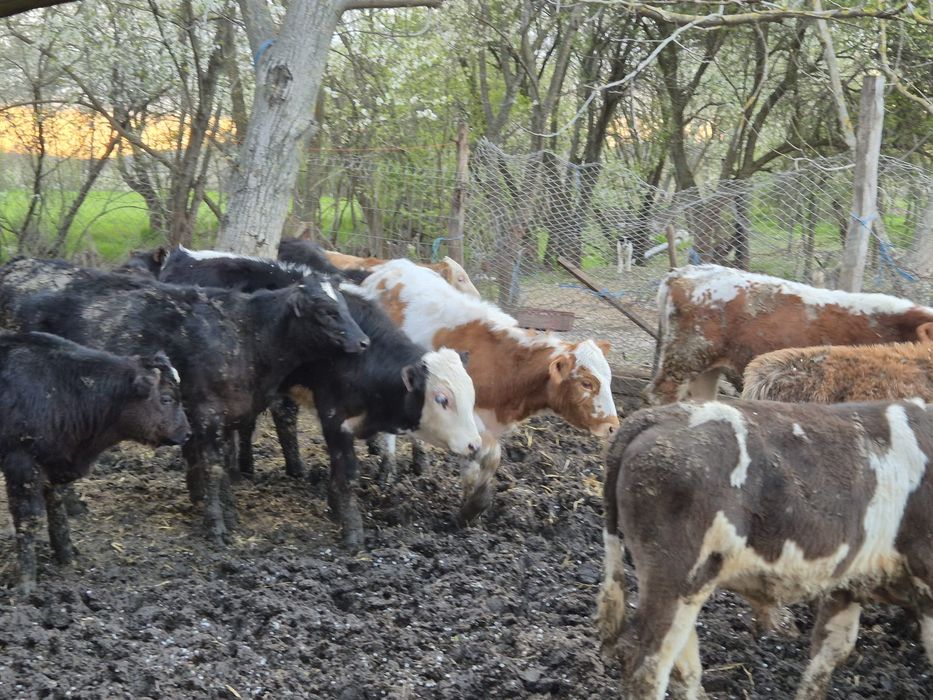 Disponibili viței 120-180kg