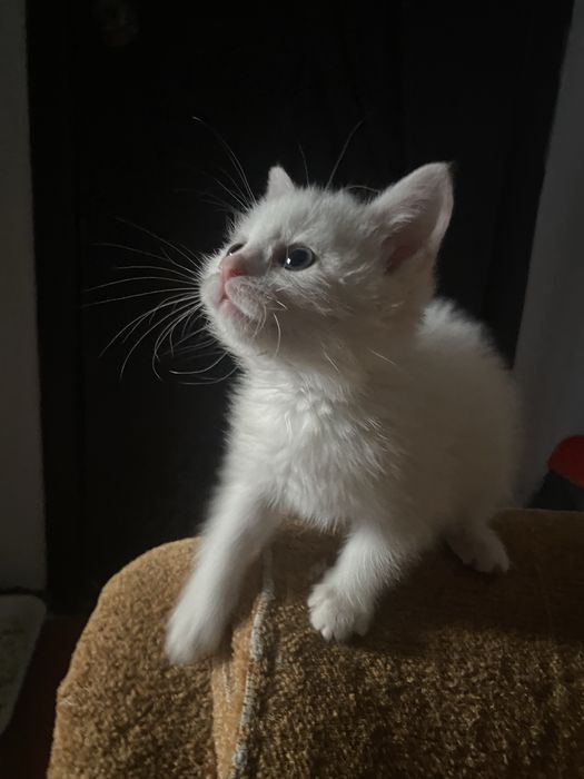 Котенок в добрые руки