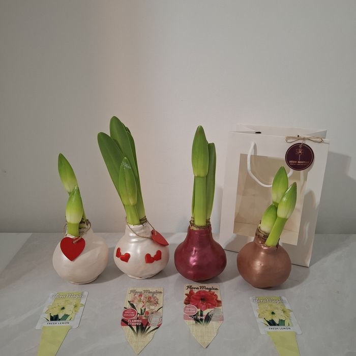 Амариллис в воске .Луковицы в воске.