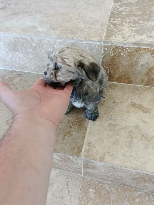Bichon bischon bison