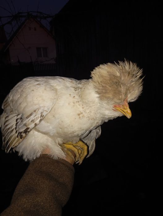 Vând 4puicute și un cocos la alegere moțat sau negru