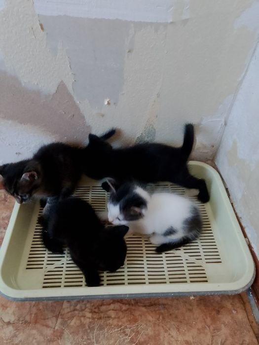 Отдам котят в добрые руки