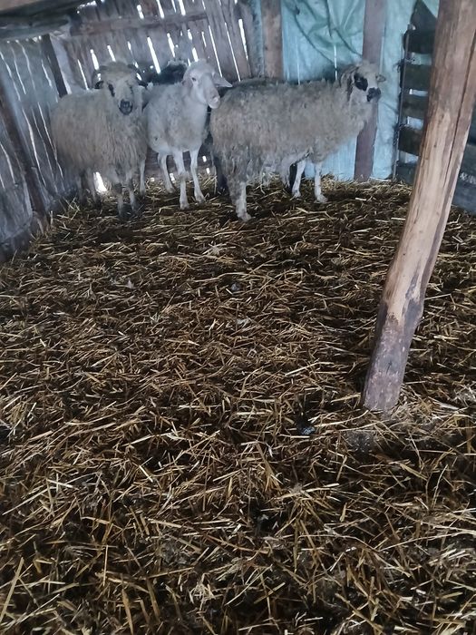 Vând 4 cârlani și 4 oi