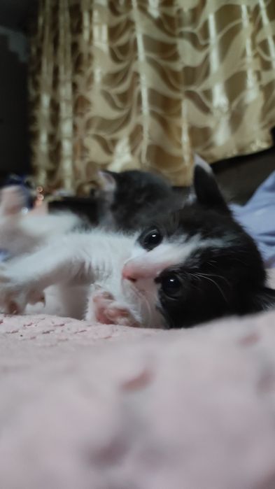 Серые, белые котята