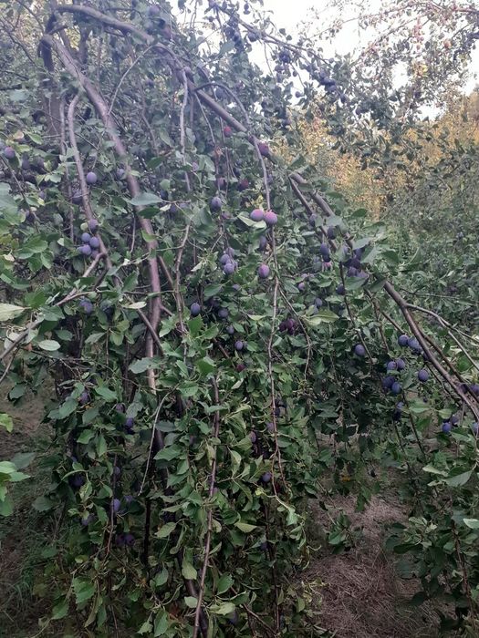 Prune roșii pentru tuica.