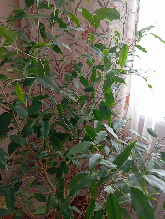 Фикус дерево, продам