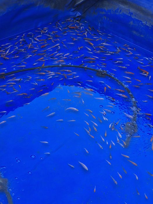 Koya malyoklari optom sotiladi