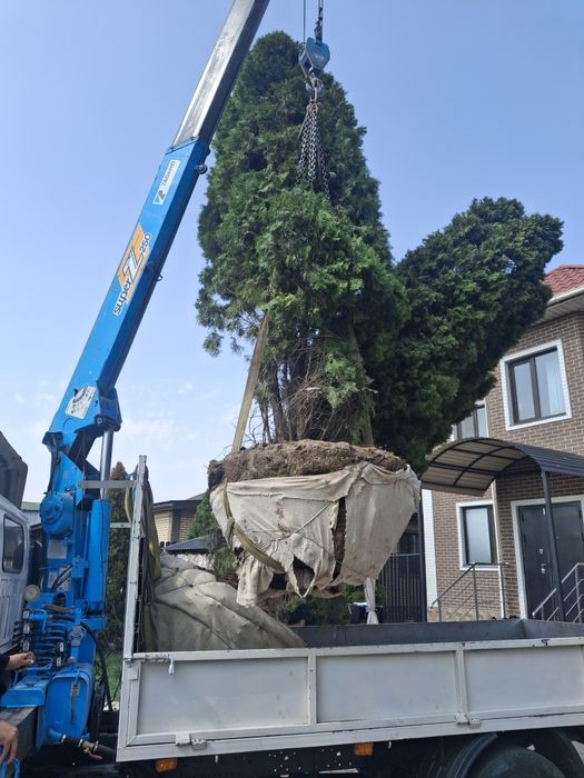 Посадка и пересадка деревьев спил деревьев Скос травы Стрижка кустов