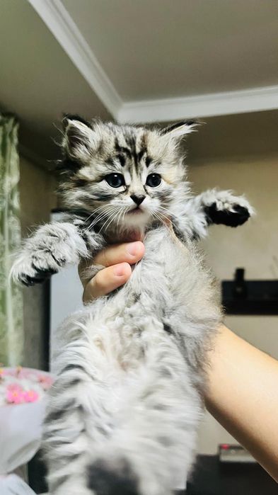 Отдам котят в хорошие руки