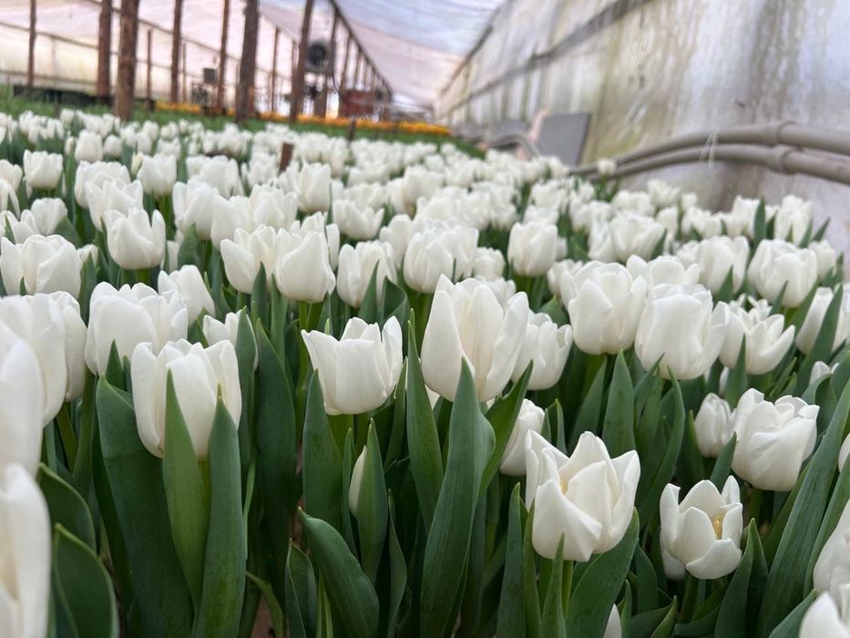 Белорусский тюльпан оптом