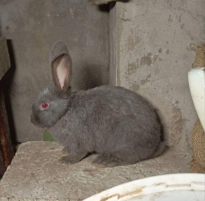 Куенлар сотилади