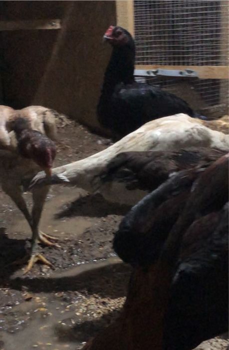 Продается боцовый