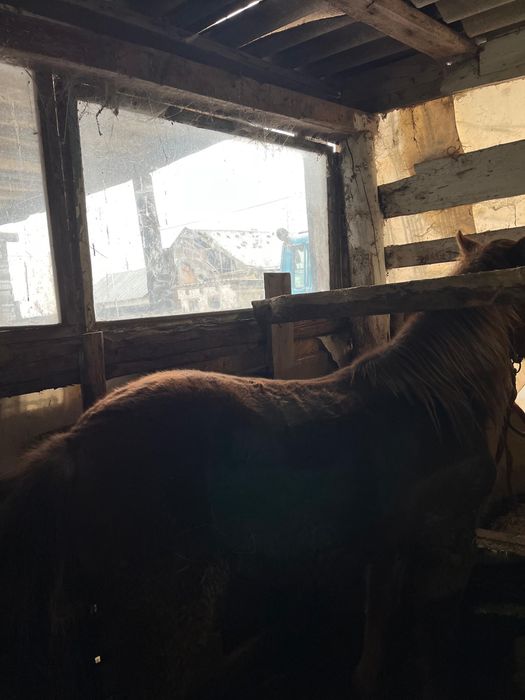 Соғым тайлар откорм 530мың