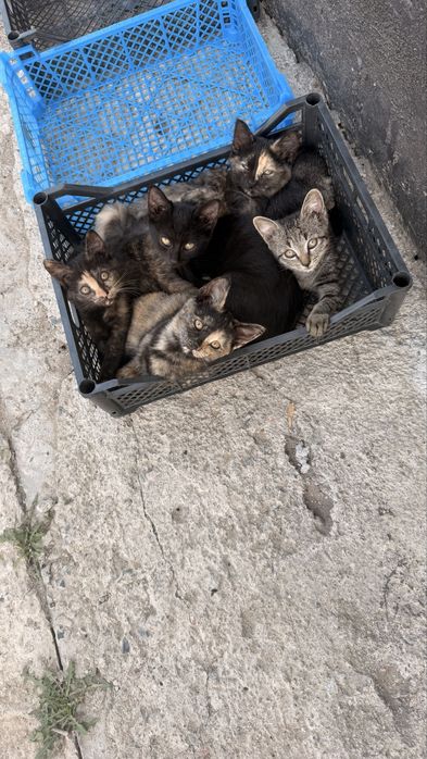 Раздаем котят бесплатно