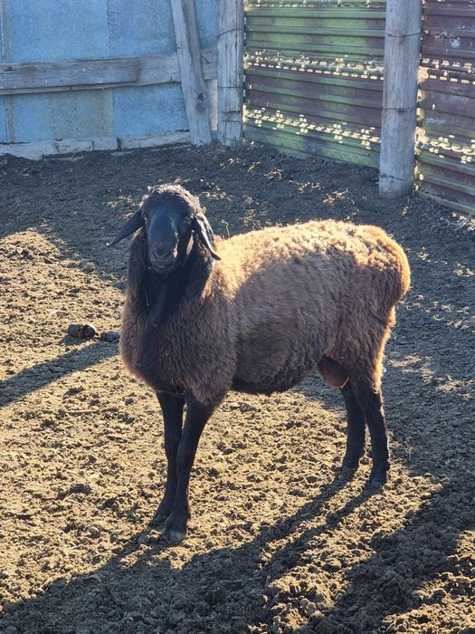 Гиссар кошкарлар