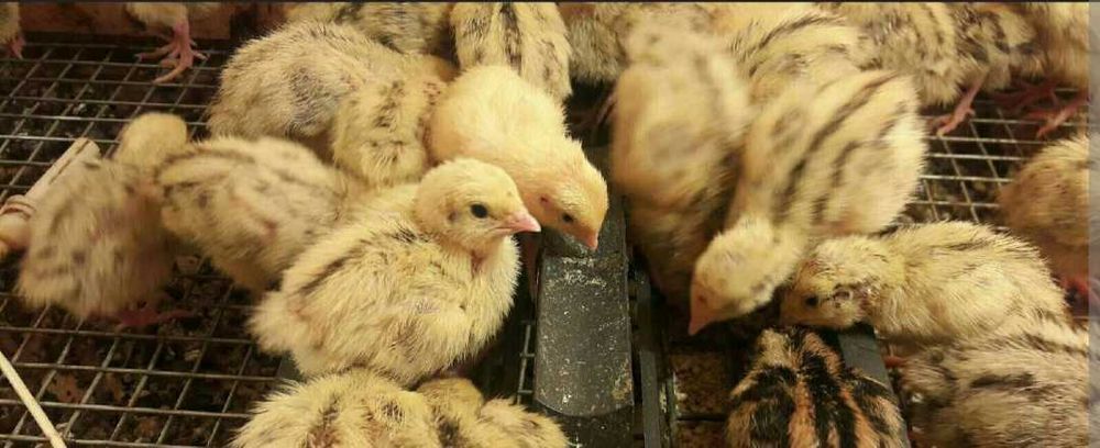 Перепела перепелята