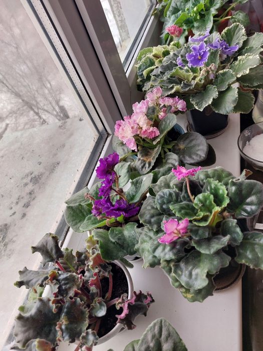 Продам цветы фиалки