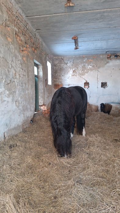 Племеной Жеребец Данчак