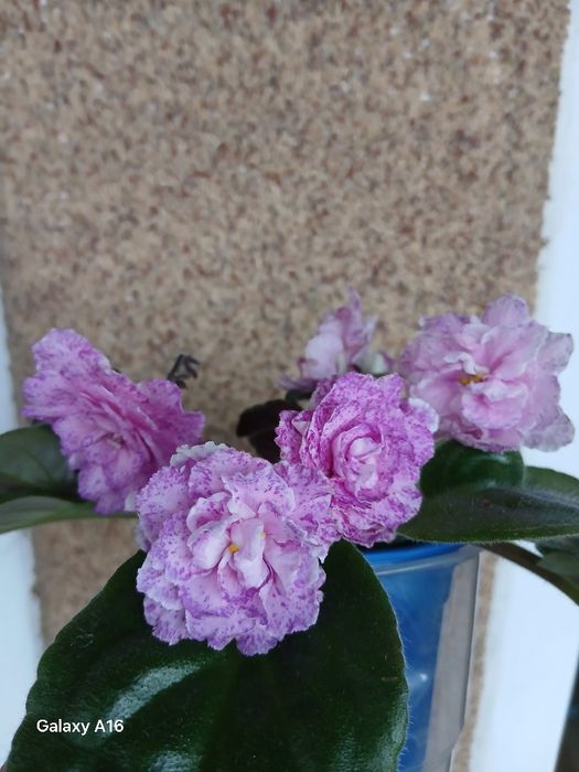 Продам детки сортовых фиалок